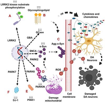 Genetic Defects and Pro-inflammatory Cytokines in Parkinson's Disease